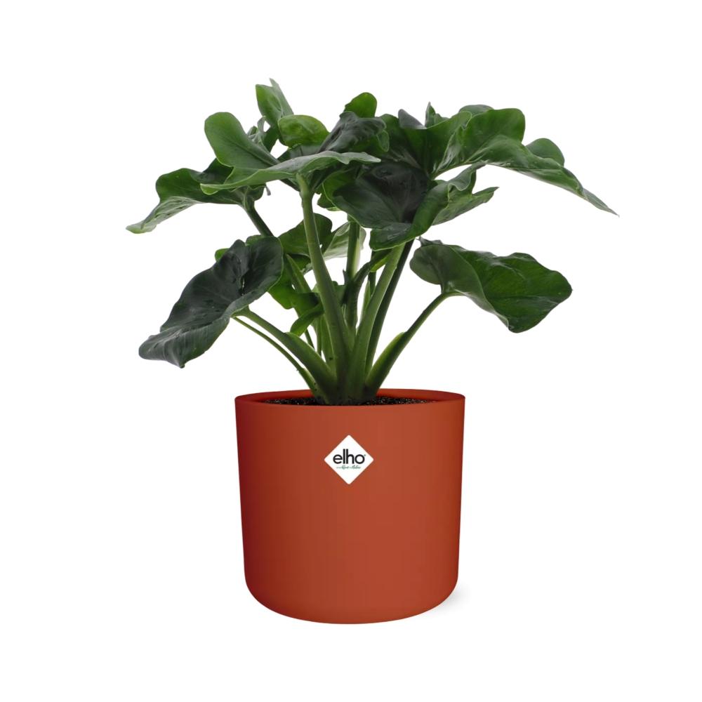 Philodendron Atom in ELHO b.for soft rond 14cm brique - Pflanzfix24