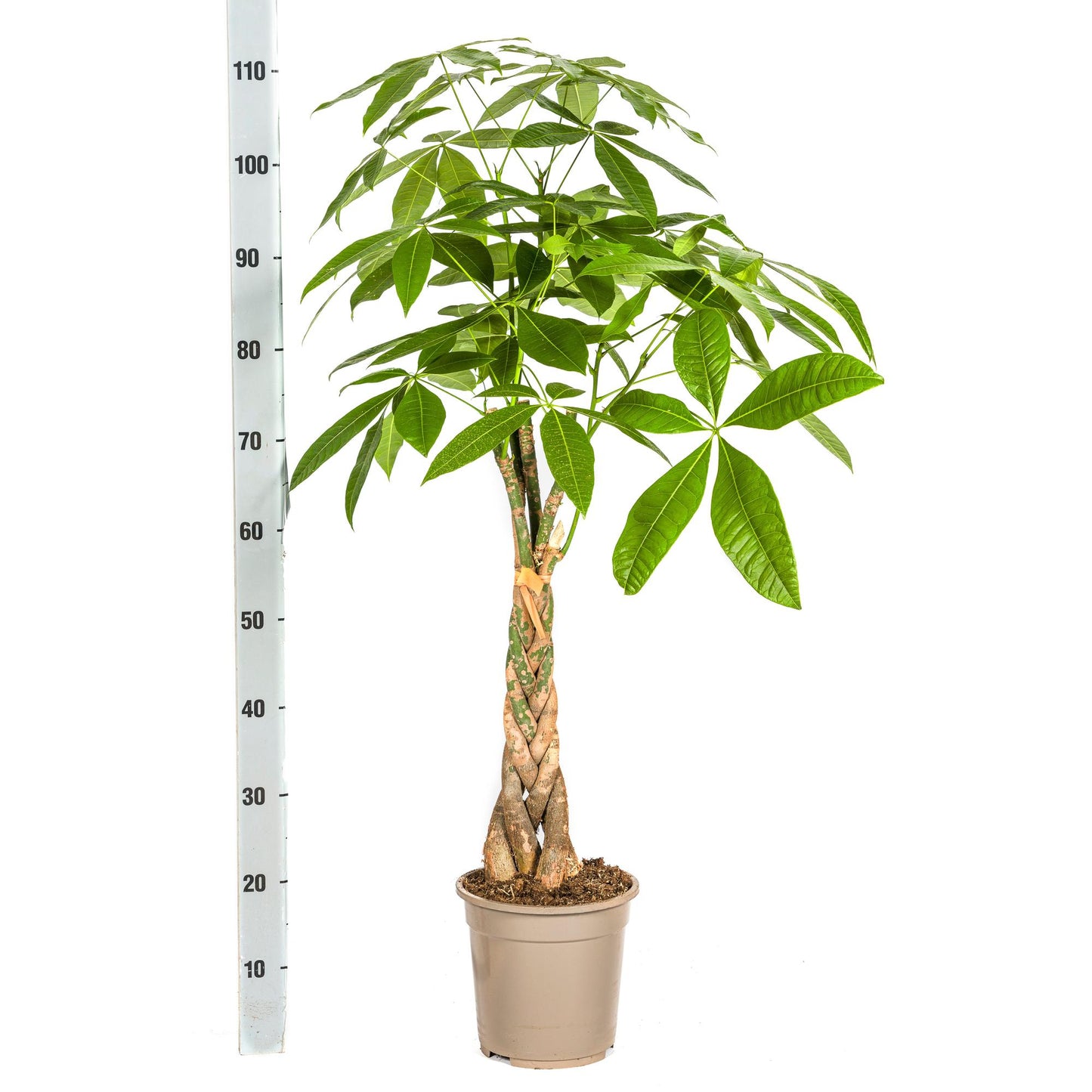 Pachira Aquatica Geldbaum Ø21cm 90-110cm – Pflanzfix24