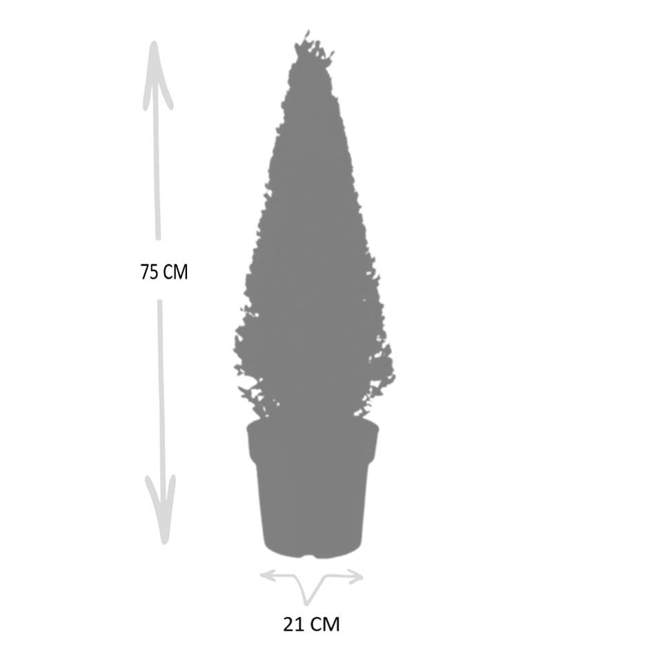 Ilex crenata Pyramide 55 cm Ø21 cm – Immergrün & Pflegeleicht | Pflanzfix24.de - Pflanzfix24.de