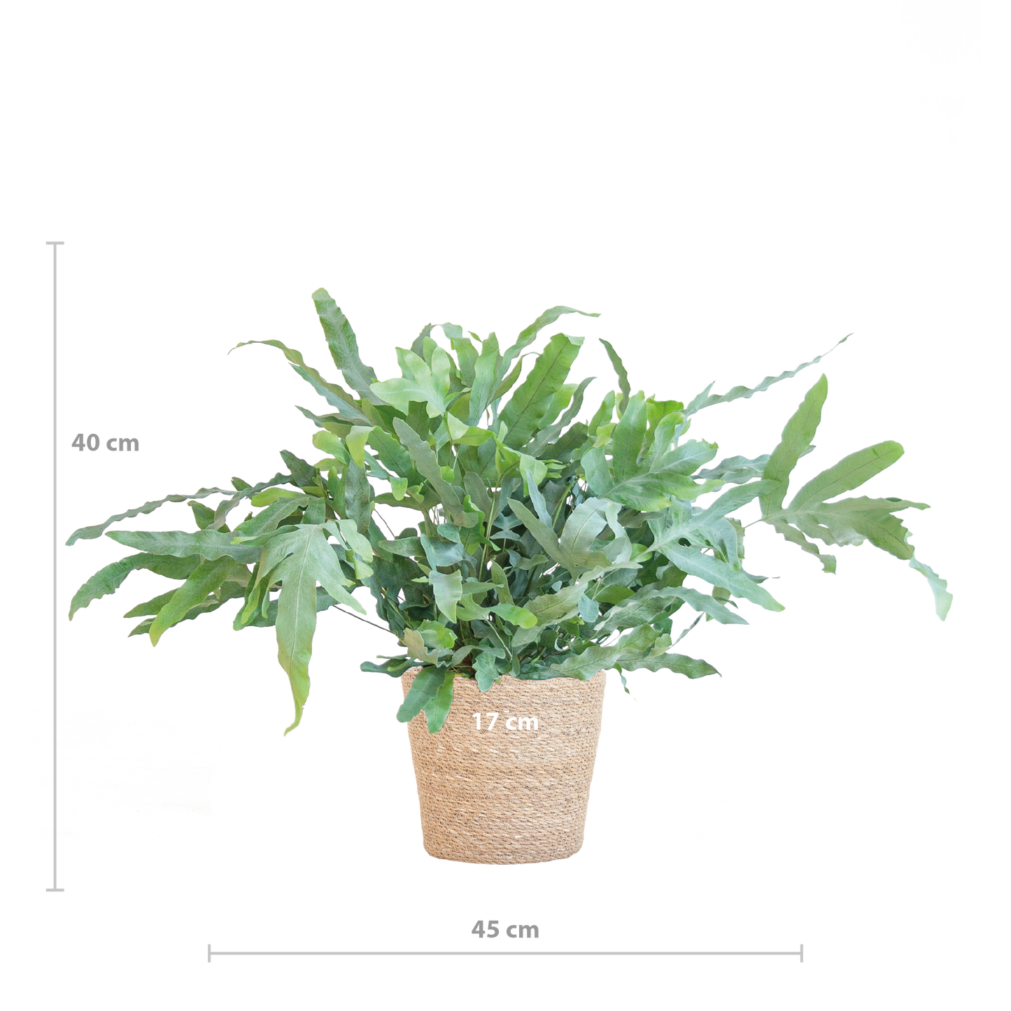 Phlebodium Aureum 'Blue Star' mit Korb Sofia natur - 40cm - Ø17 - Pflanzfix24