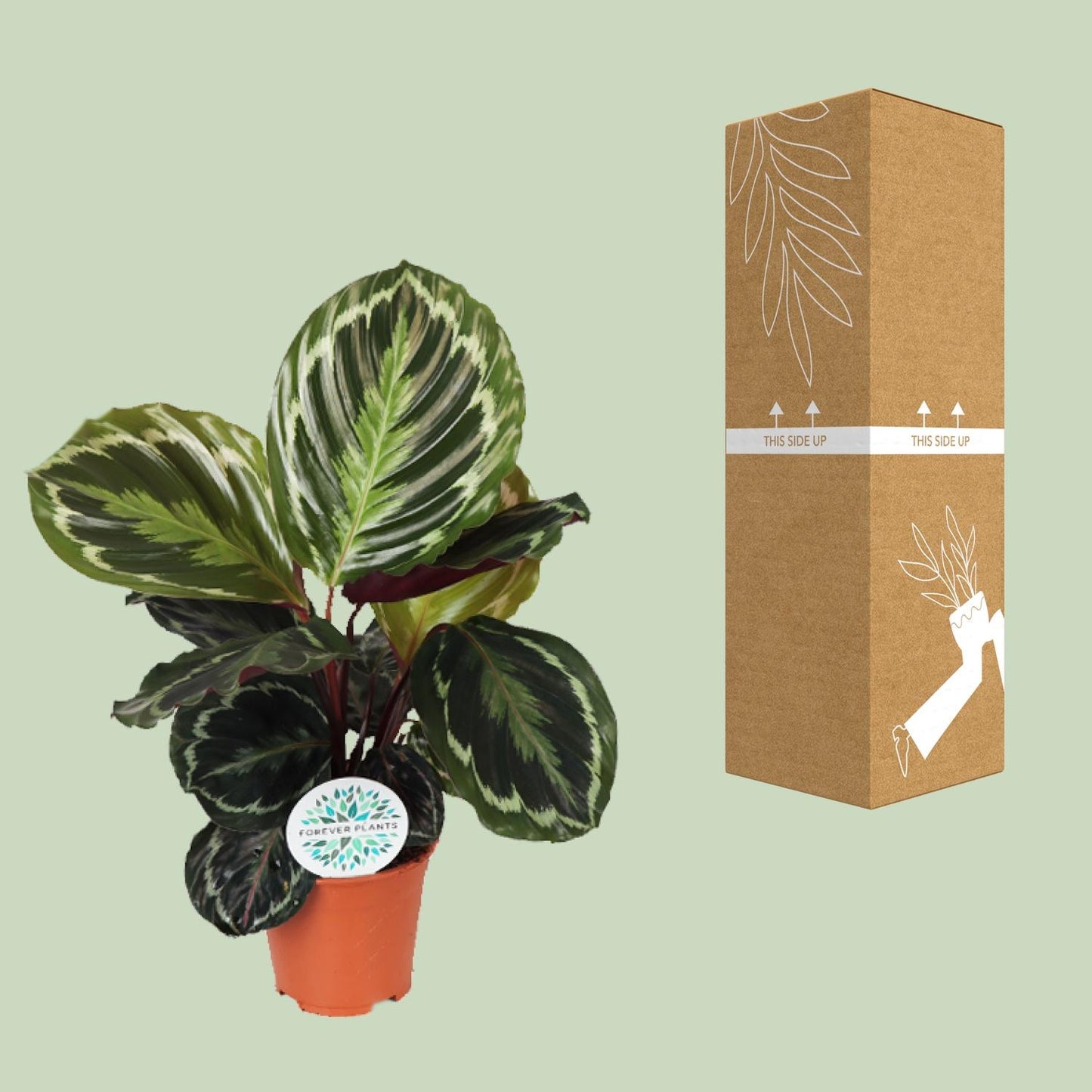 Calathea Medallion - Ø14cm - ↕45cm von Pflanzfix24.de - Pflanzfix24.de