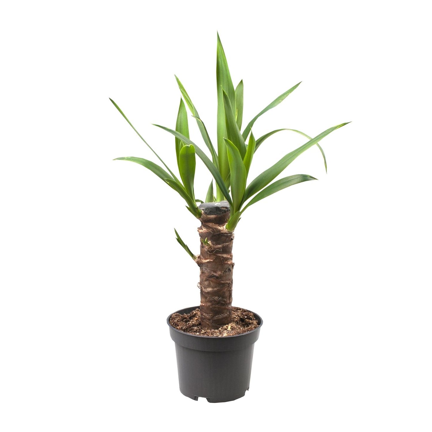 Yucca Elephantipes - Ø12cm - ↕30cm - Pflanzfix24