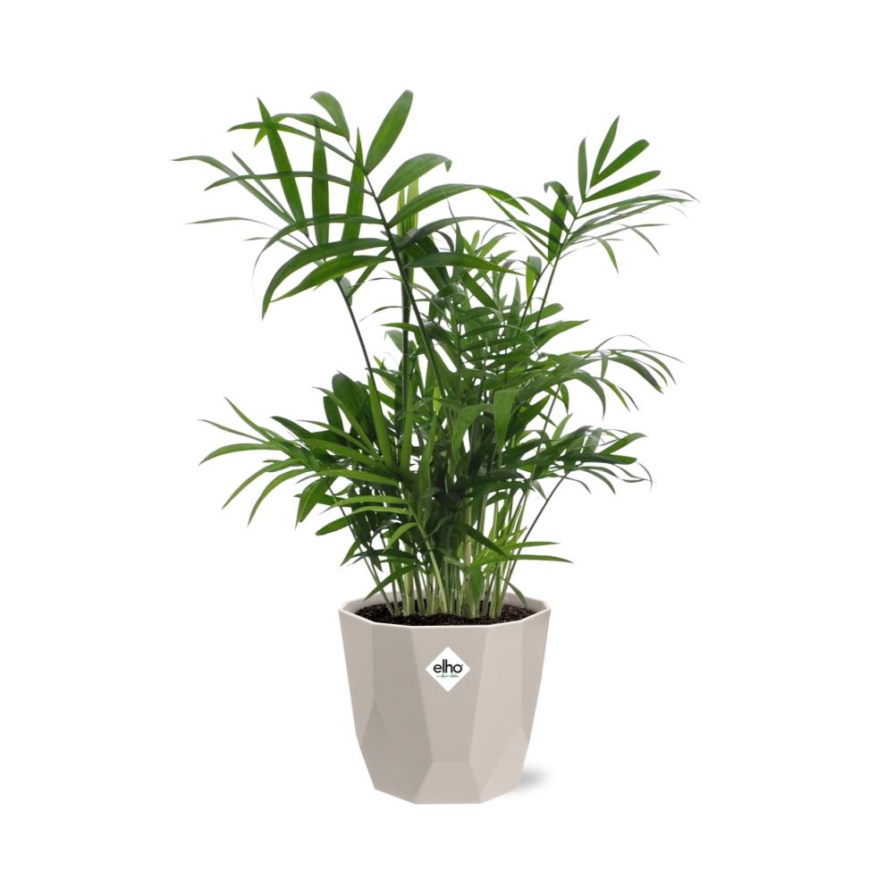 Chamaedorea in ELHO b.for rock 14 cm warm grey - Pflanzfix24