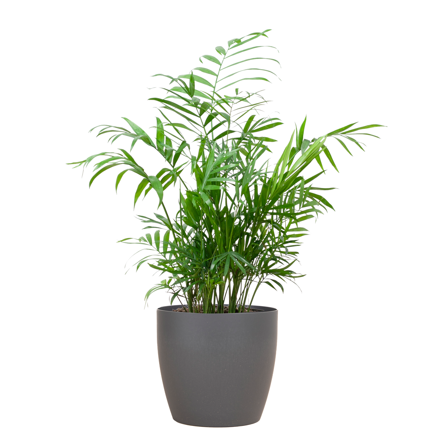 Chamadorea Elegans mit Viber Grau - 55cm - Ø17 - Pflanzfix24