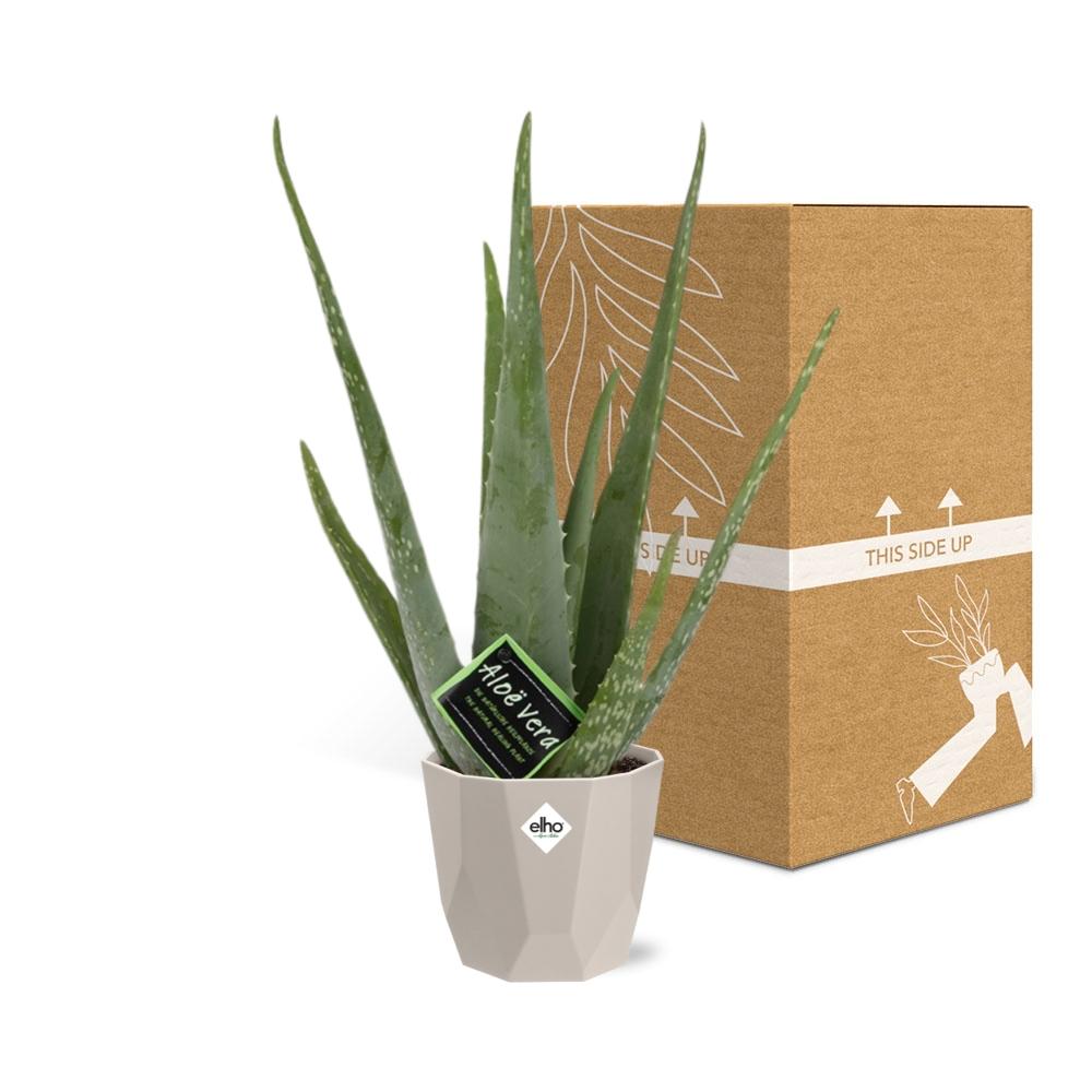 Aloe Vera 12cm in ELHO b.for rock 14 cm warm grey - Pflanzfix24