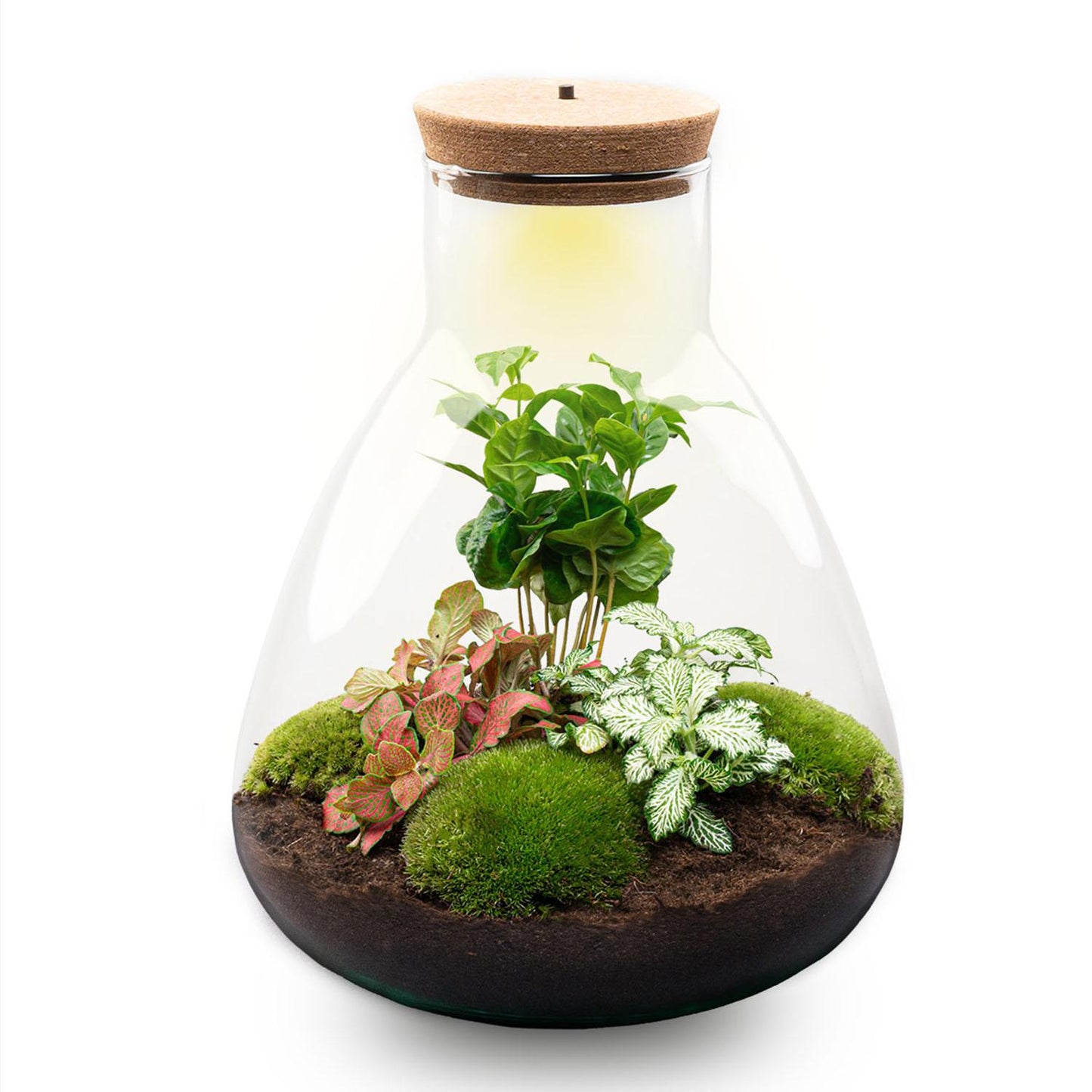 Flaschengarten - Sam mit Lampe - ↕ 30 cm - Normal - Pflanzfix24.de - Pflanzfix24.de