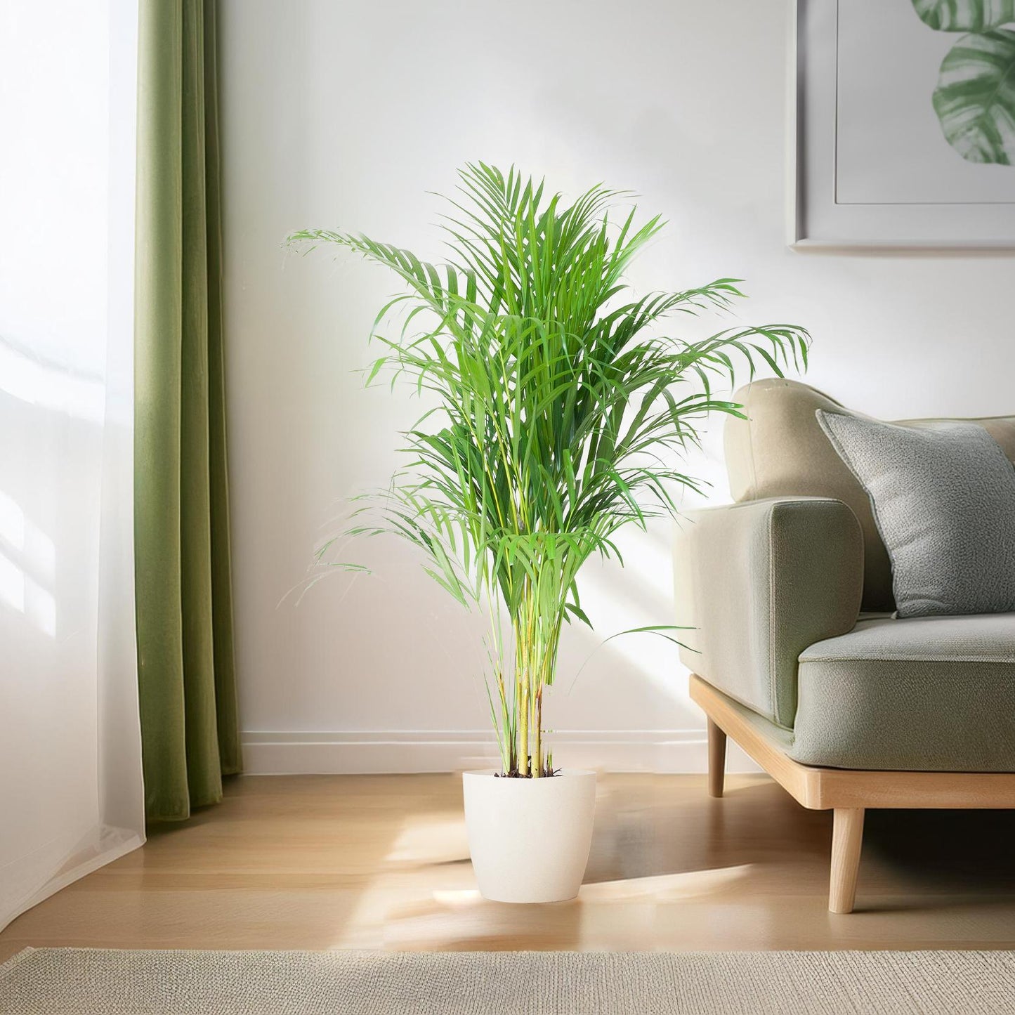 Areca Palm (Dypsis) mit Viber Weiß - 100cm - Ø21 - Pflanzfix24