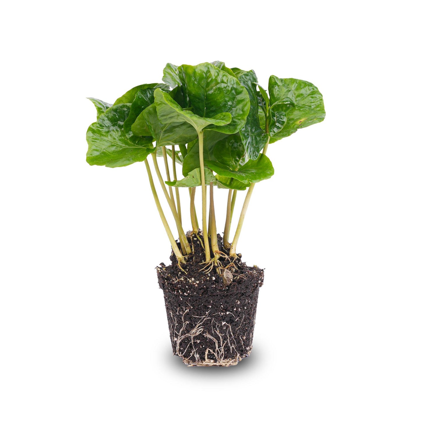Coffea Arabica - Koffieplant - Terrarium plant - Potmaat 6 bei Pflanzfix24.de - Pflanzfix24.de