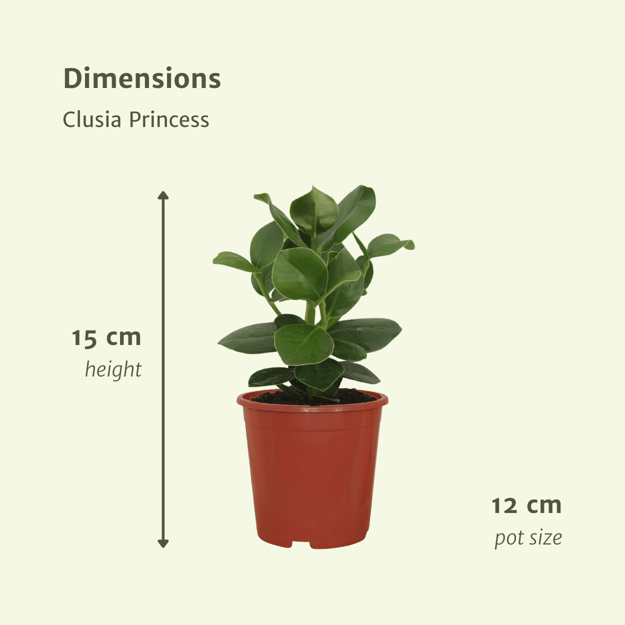 Clusia Princess (Signaturbaum) - 2 Stücke - Ø12cm - ↕15cm - Pflanzfix24.de - Pflanzfix24.de