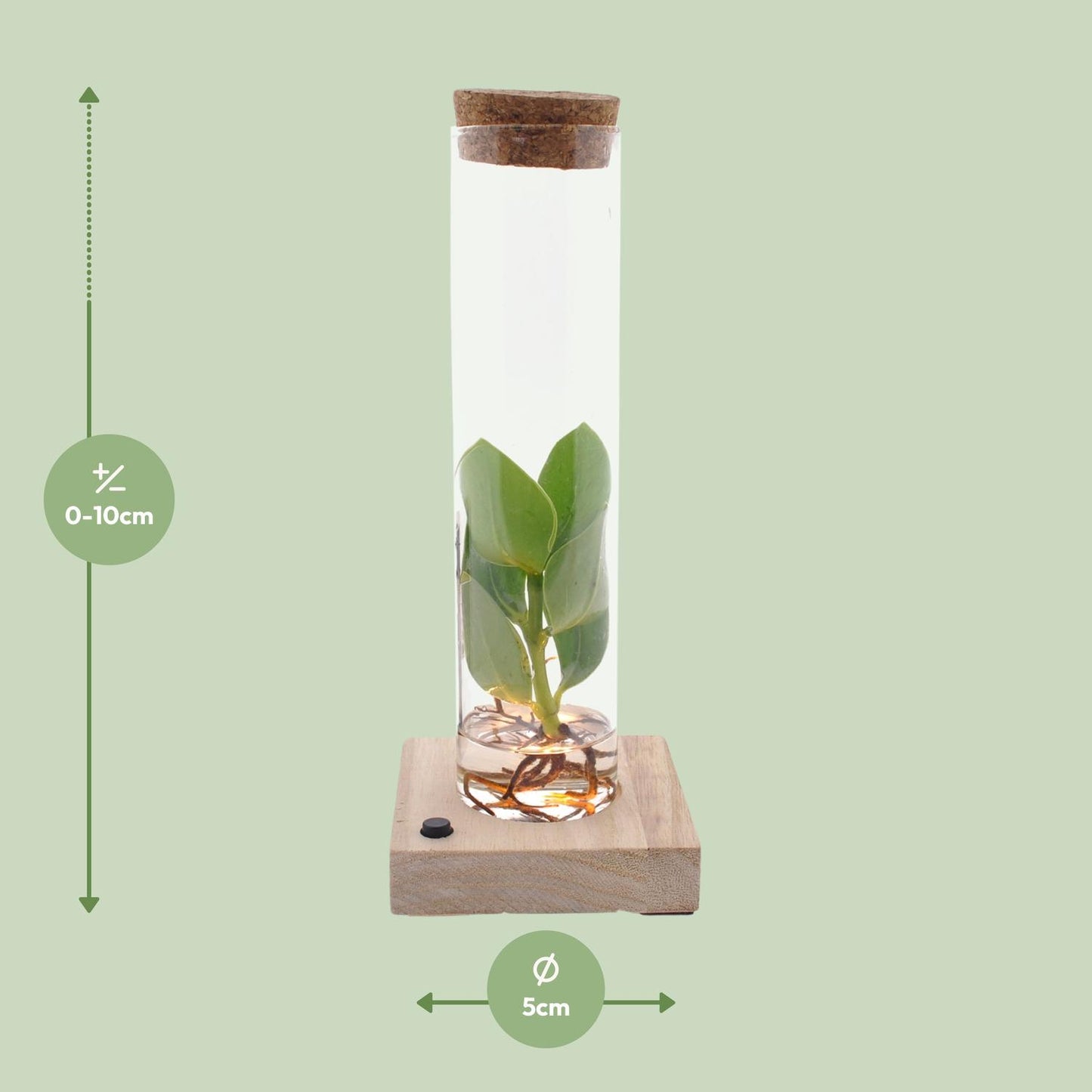 Clusia In Tube Glas + LED - Ø5cm - ↕10cm - Pflanzfix24.de - Pflanzfix24.de
