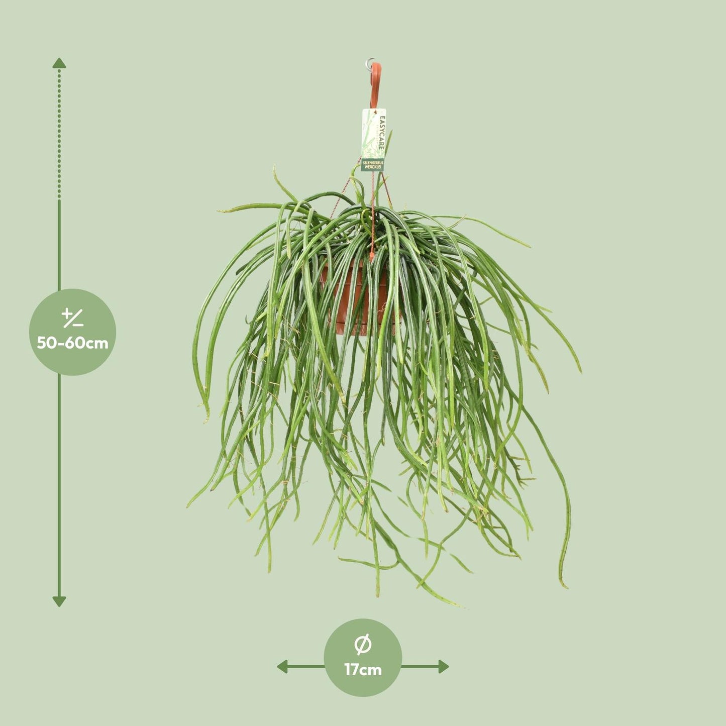 Selenisereus Werckleii - Ø17cm - ↕55cm - Pflanzfix24
