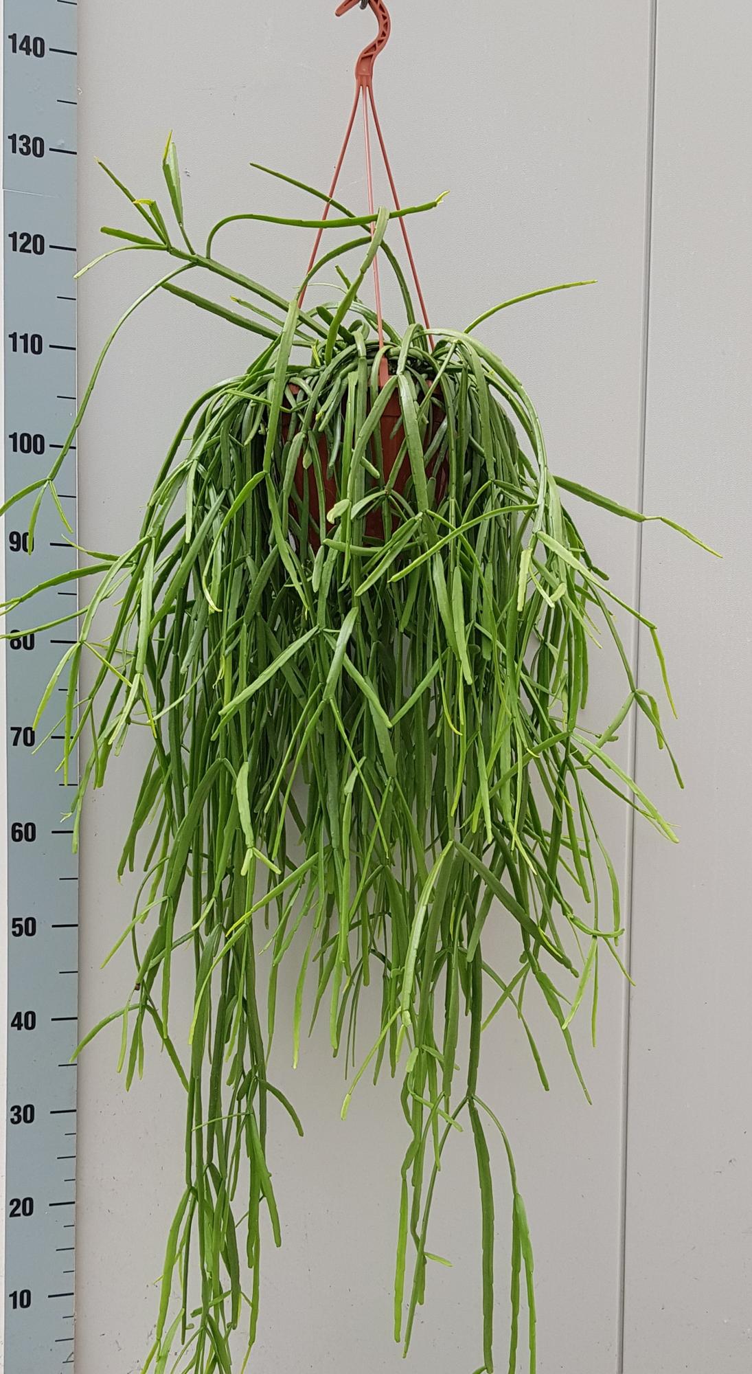 Rhipsalis Trigona - Ø20cm - ↕60cm bei Pflanzfix24
