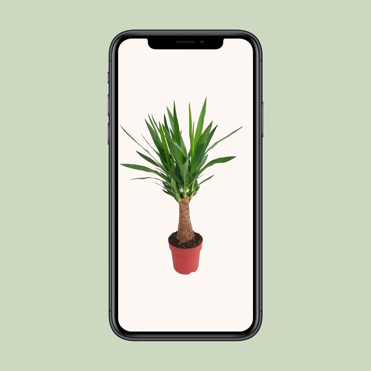 Yucca Maya Tree Ø19cm – 80cm hoch | Pflanzfix24.de - Pflanzfix24.de