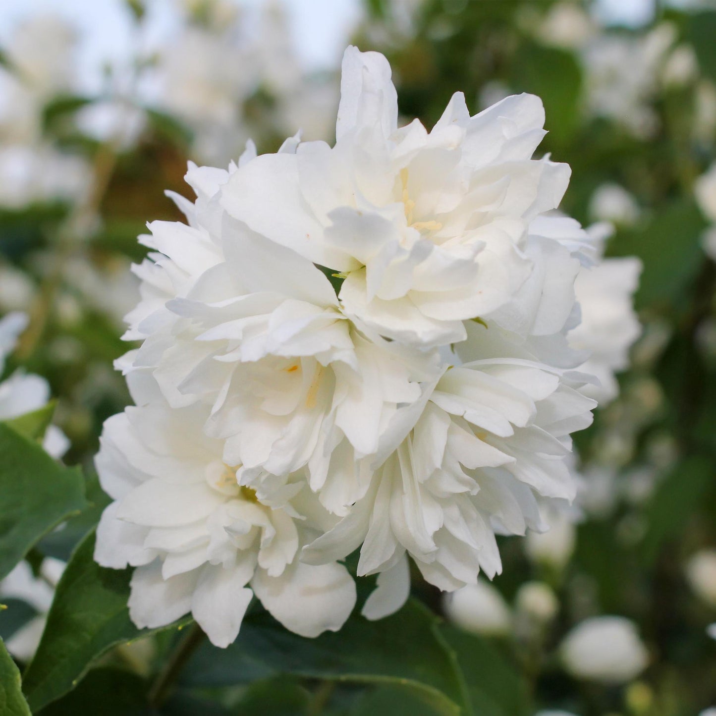 Pflanzfix24 - Philadelphus Snowbelle - Weiße Blüten - 1 Pflanze - Laubabwerfend - Topf 17cm