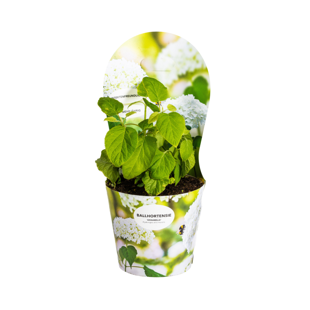 Hydrangea arborescens Annabelle Potcover Ø19cm ↕30 - 40cm - Pflanzfix24