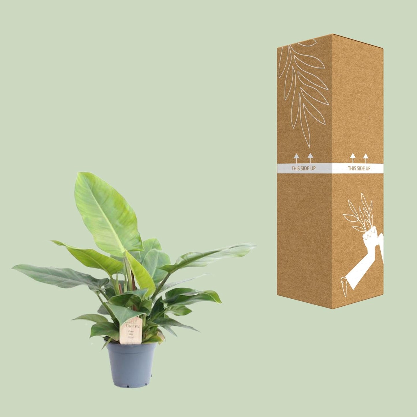 Philodendron Imperial Green - Ø17cm - ↕50cm - Pflanzfix24
