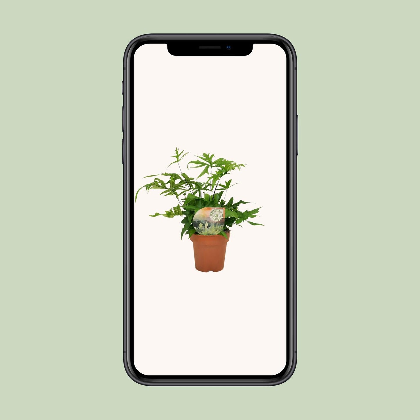 Doryopteris Pedata - Ø12cm - ↕35cm bei Pflanzfix24