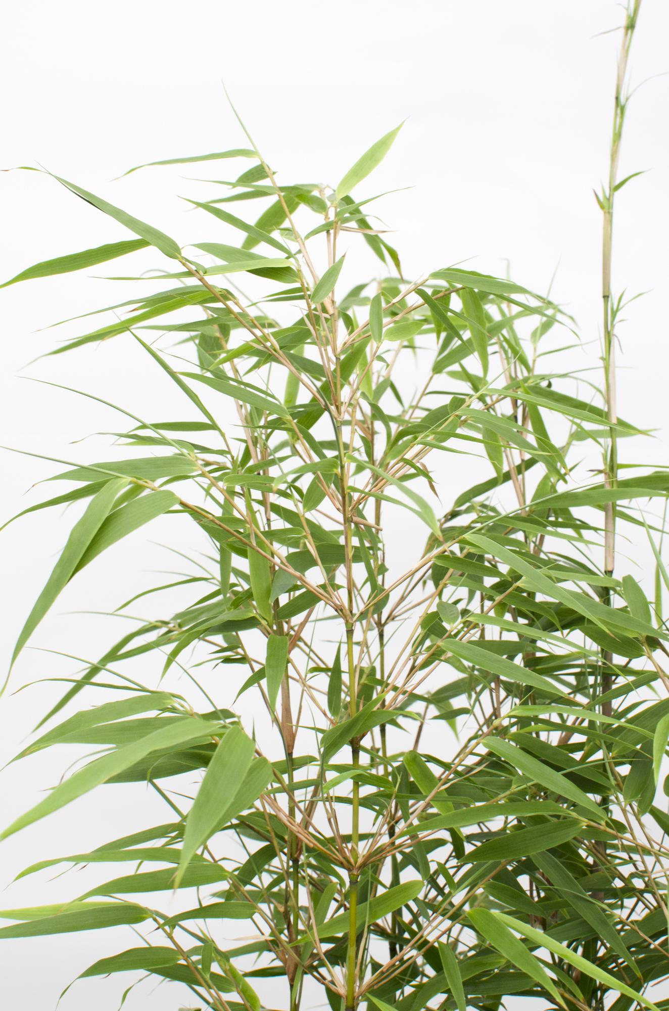 12x - Fargesia rufa - ↨40cm - Ø14 - Pflanzfix24