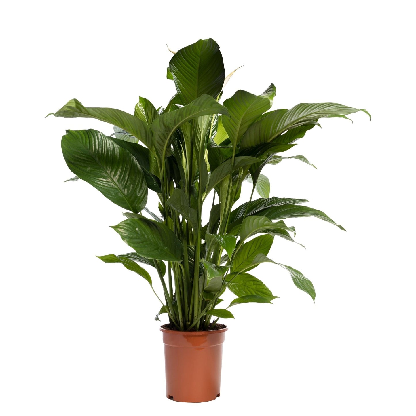 Spathiphyllum 'Sweet Lauretta' BLANCO - Ø21cm - ↕90cm - Pflanzfix24