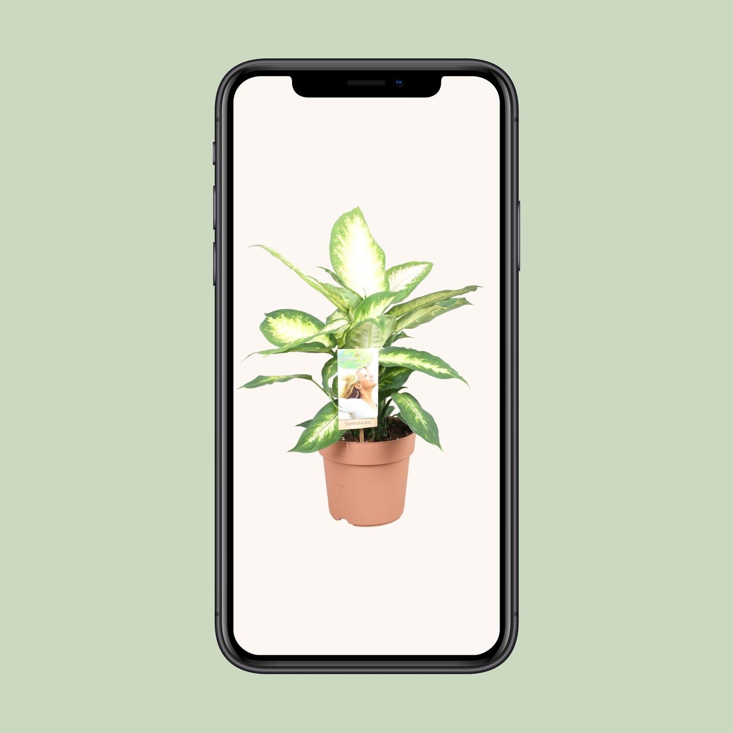 Dieffenbachia Camilla - Ø17cm - pflanzfix24