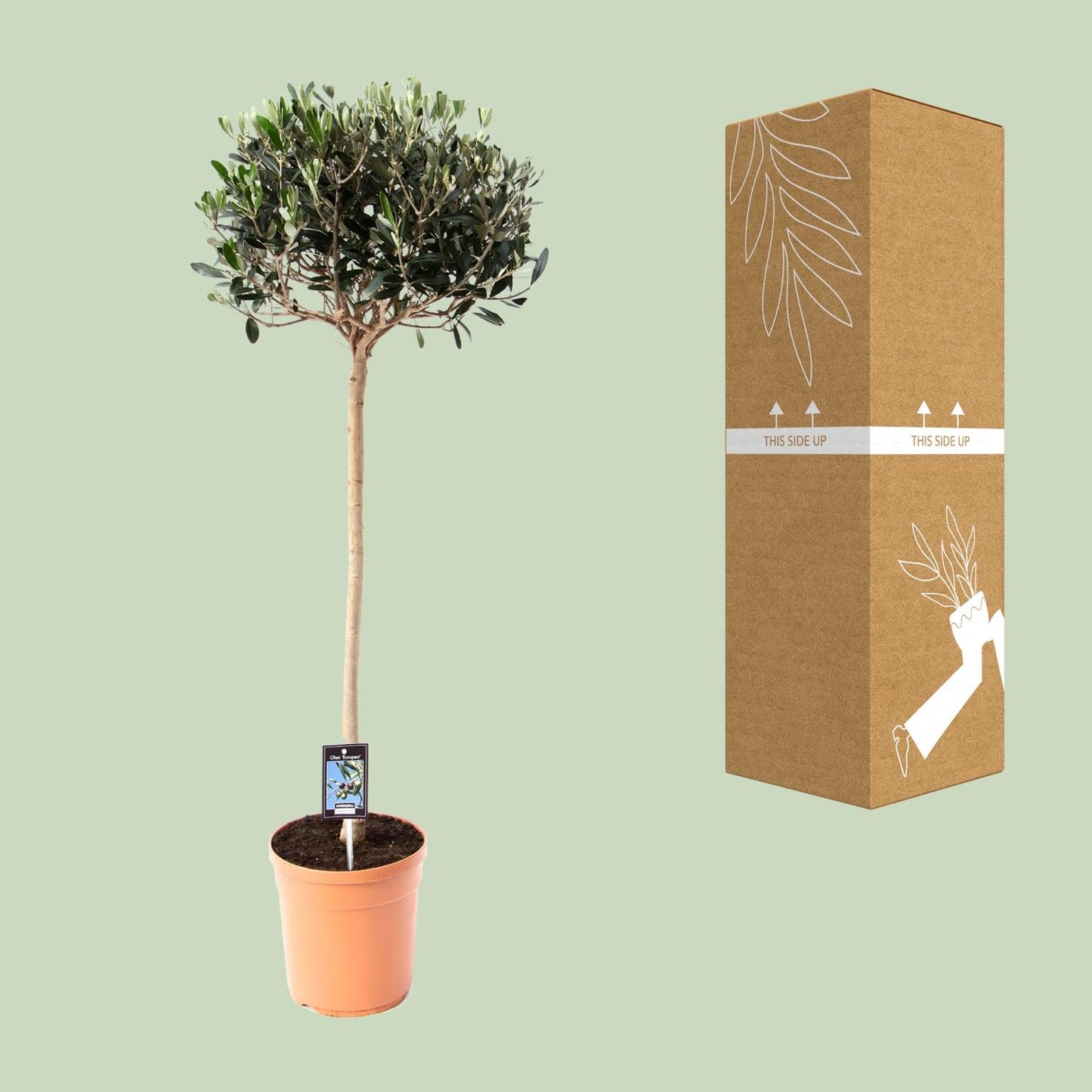 Olijf Olea - Ø19cm - ↕80cm - Pflanzfix24