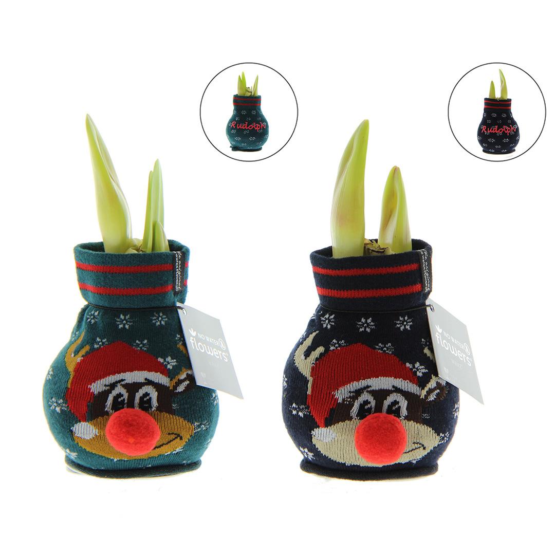 No Water Flowers® (wax amaryllis) | Fashionz Xmas Fun Rudolph Mix (2 pack) + Red flower - Pflanzfix24