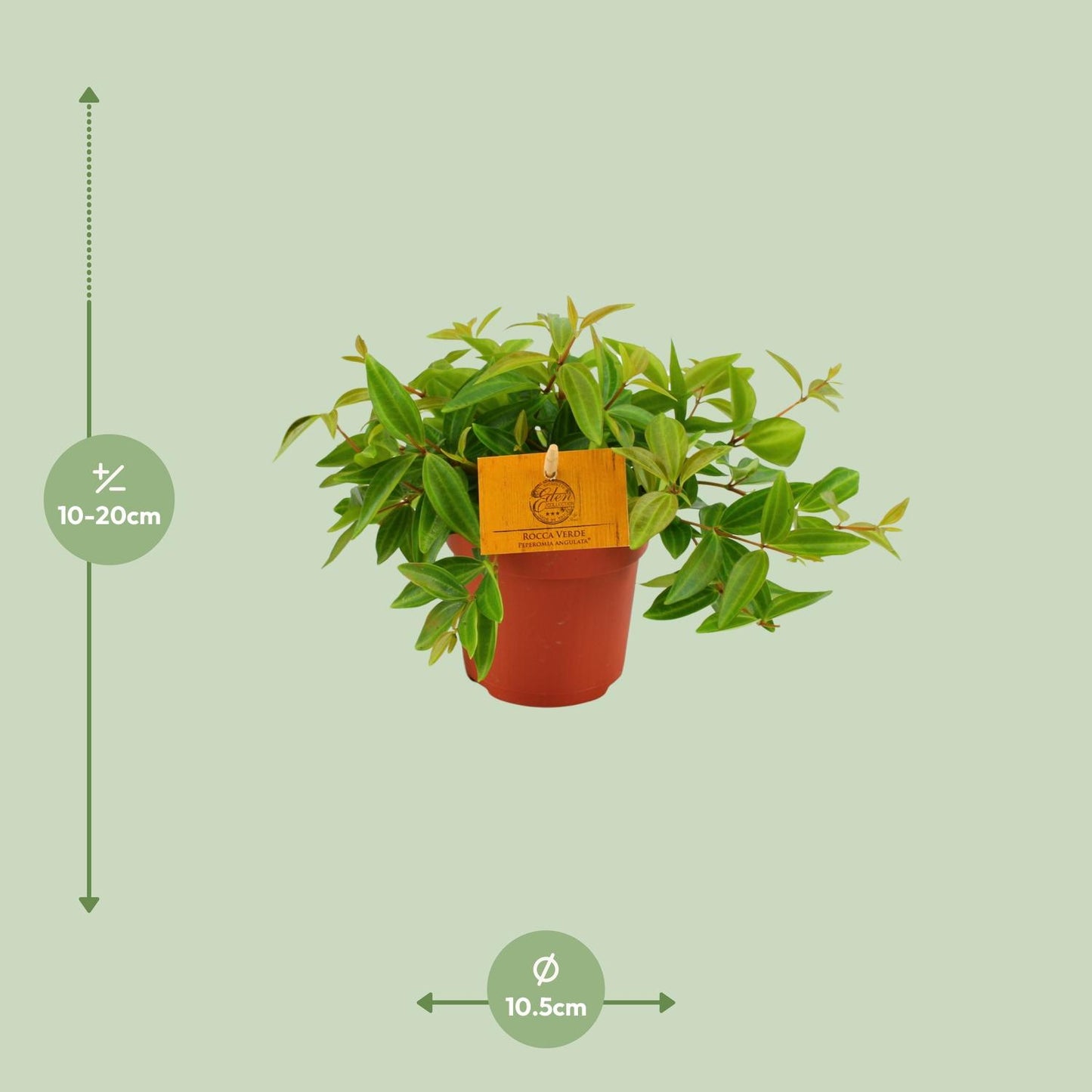 Peperomia Ang. Rocca Vivace - Ø11cm - pflanzfix24