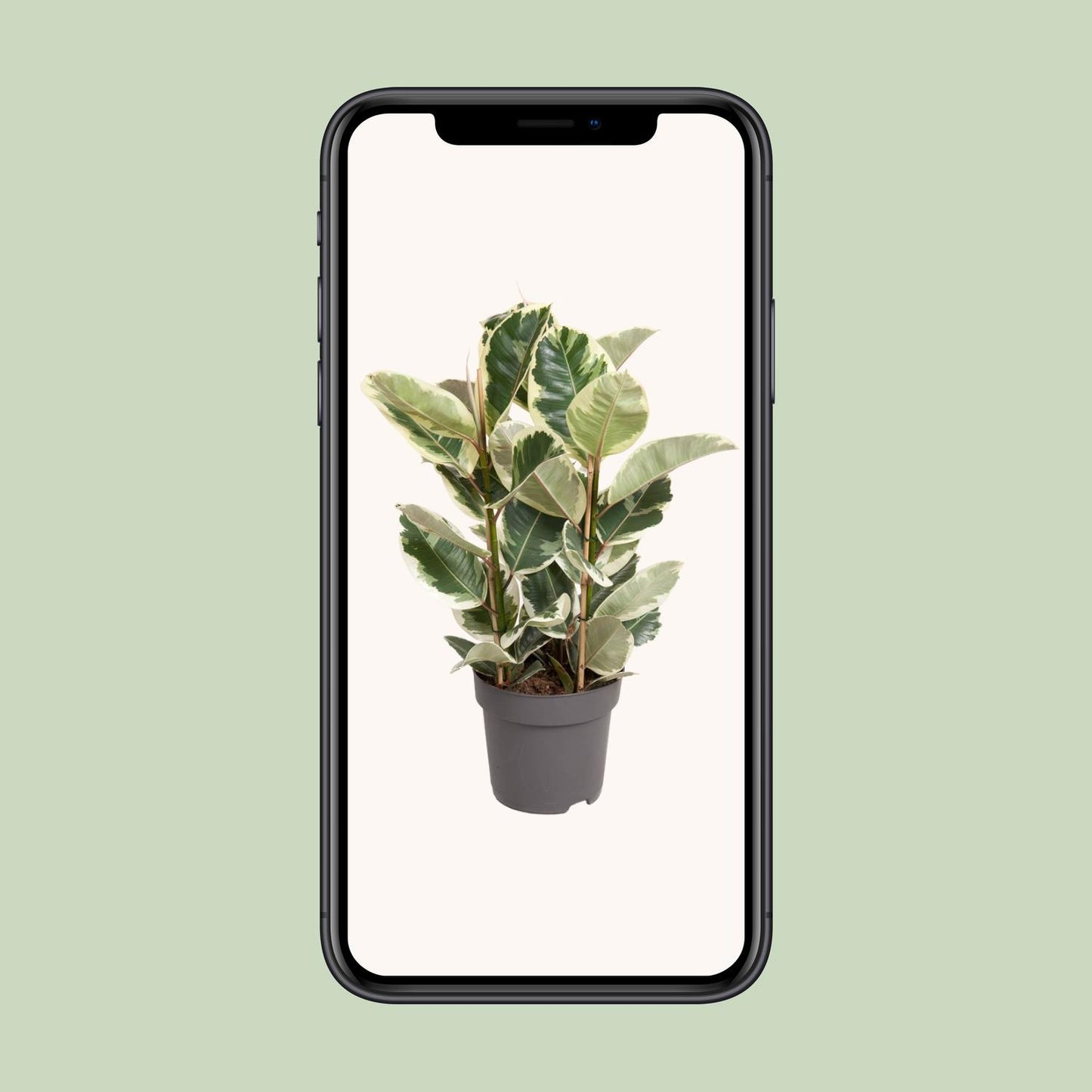 Ficus Elastica Tineke - Ø27cm - ↕100cm - Pflanzfix24.de - Pflanzfix24.de