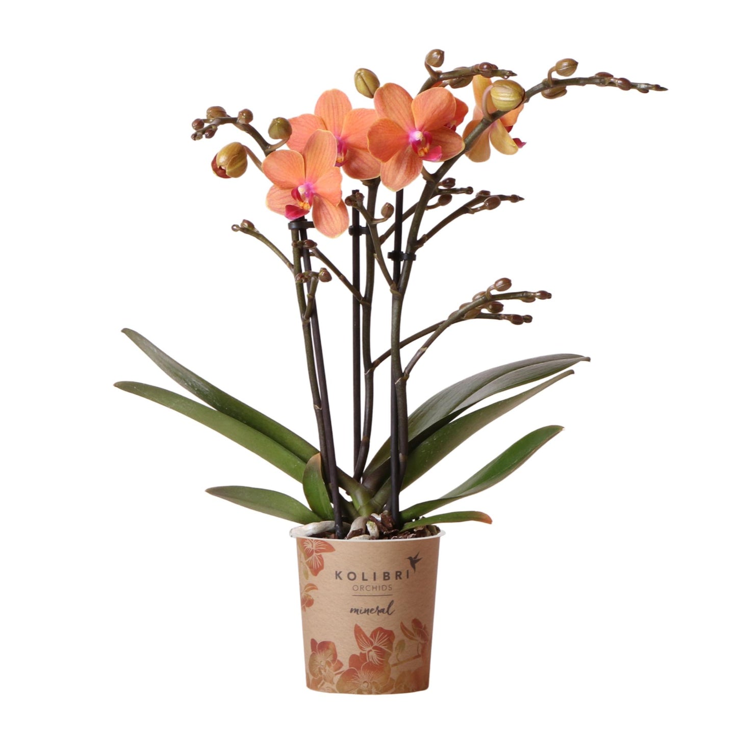 Orange Phalaenopsis „Mineral Bolzano“ Ø9cm – Leuchtende Orchidee | Pflanzfix24.de - Pflanzfix24.de