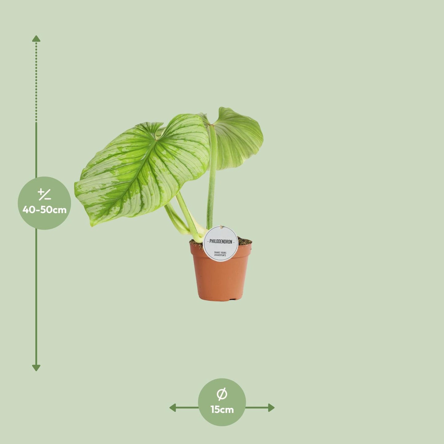 Philodendron Mamei - Ø15cm - ↕50cm bei Pflanzfix24