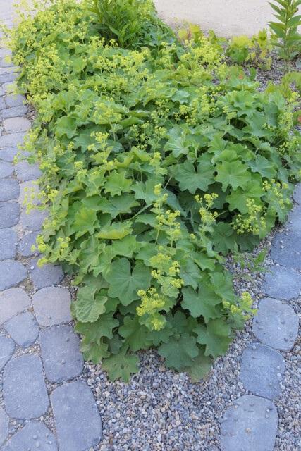 12x Alchemilla mollis – Frauenmantel – Pflegeleicht – Pflanzfix24.de - Pflanzfix24.de