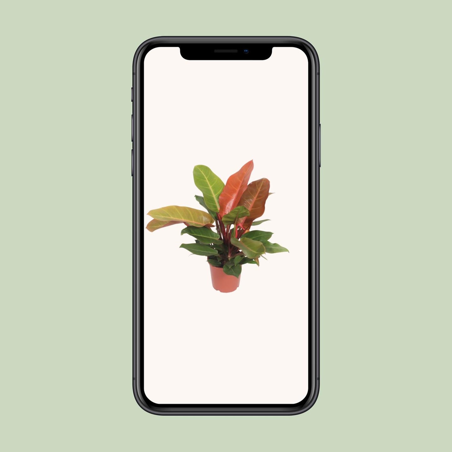 Philodendron Prince of Orange 45cm Ø17cm – Farbiger Blickfang | Pflanzfix24.de - Pflanzfix24.de