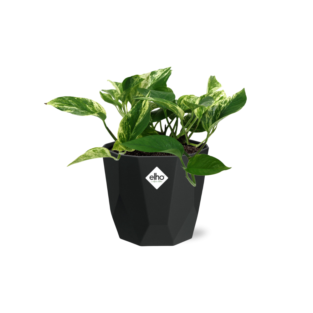 Scindapsus Marble Queen 14cm - Pflanzfix24