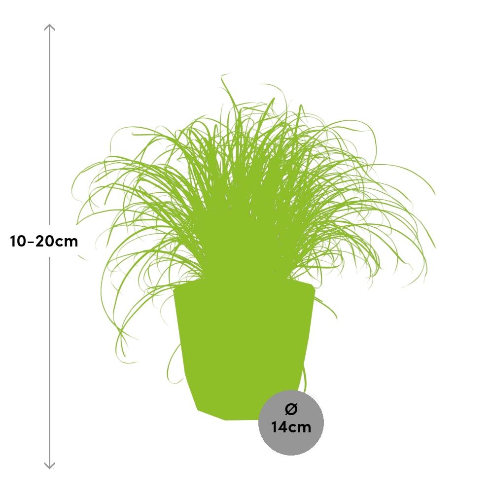 Cyperus Alternifolius Zumula Zonder Etiket in ELHO b.for rock 14 cm warm grey - Pflanzfix24