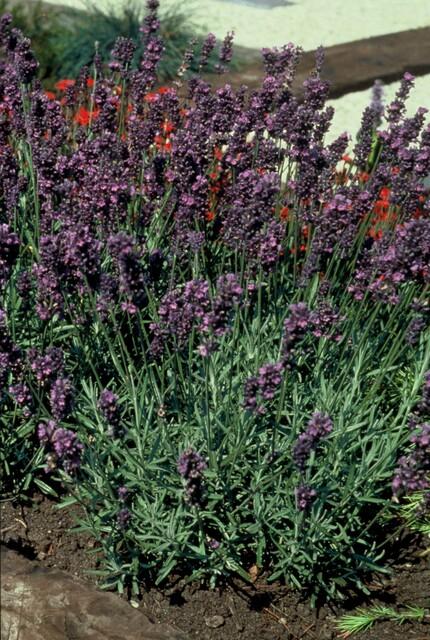 12x Lavandula 'Munstead' Ø9cm | Pflegeleichter Lavendel – Pflanzfix24.de - Pflanzfix24.de