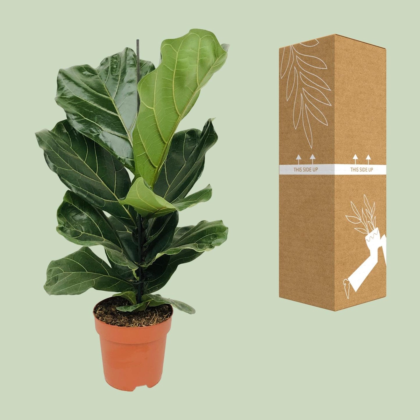 Ficus Lyrata - Ø17cm - ↕75cm - Pflanzfix24.de - Pflanzfix24.de