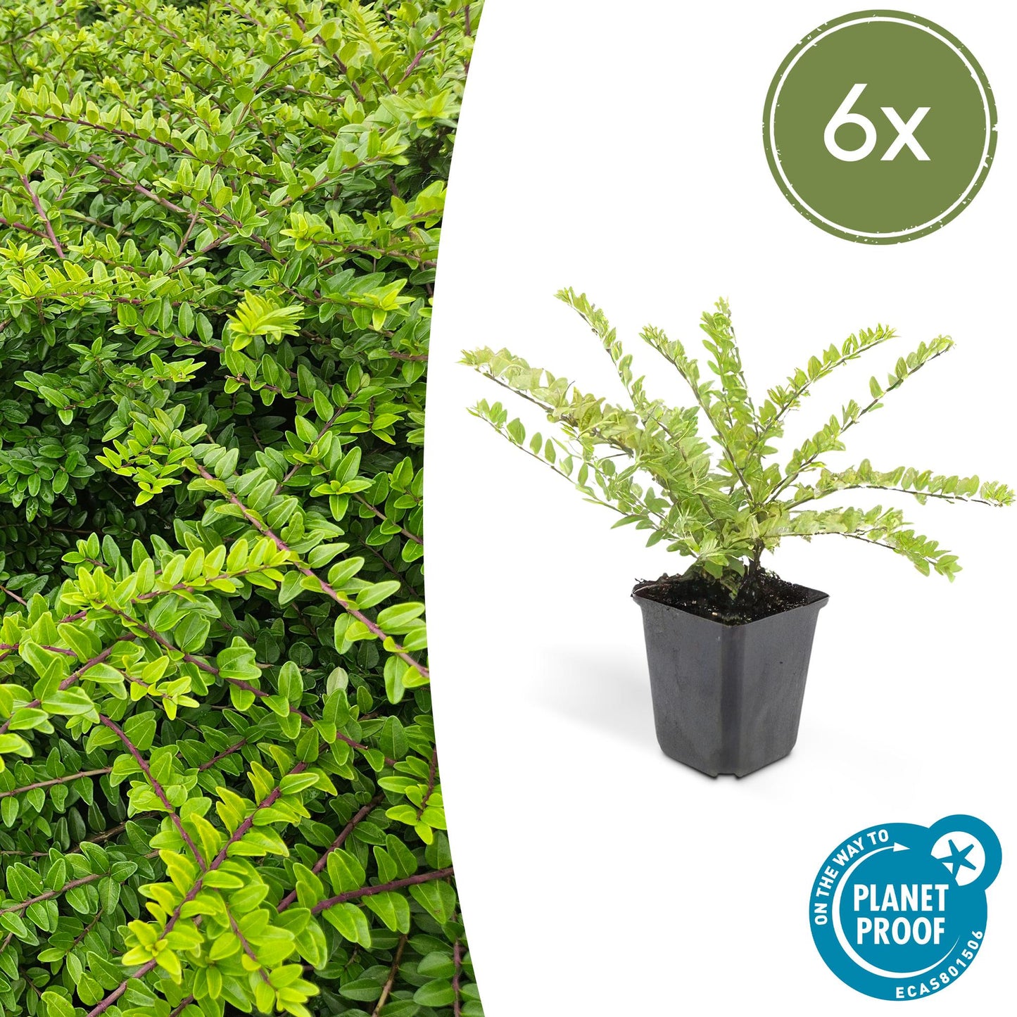 6x Lonicera nit. 'Maigrün' - ↕10-25cm - Ø9cm - Pflanzfix24.de - Pflanzfix24.de