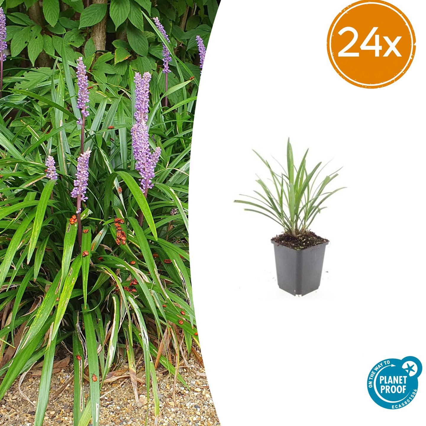 24x Liriope muscari 'Ingwersen' - ↕10-25cm - Ø9cm - Pflanzfix24