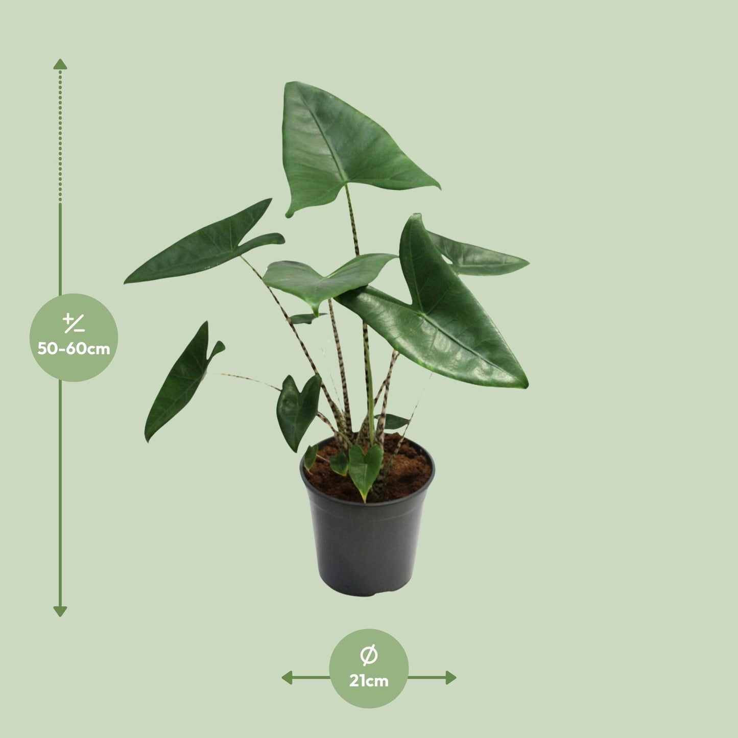 Alocasia Zebrina - Ø21cm - ↕80cm bei Pflanzfix24