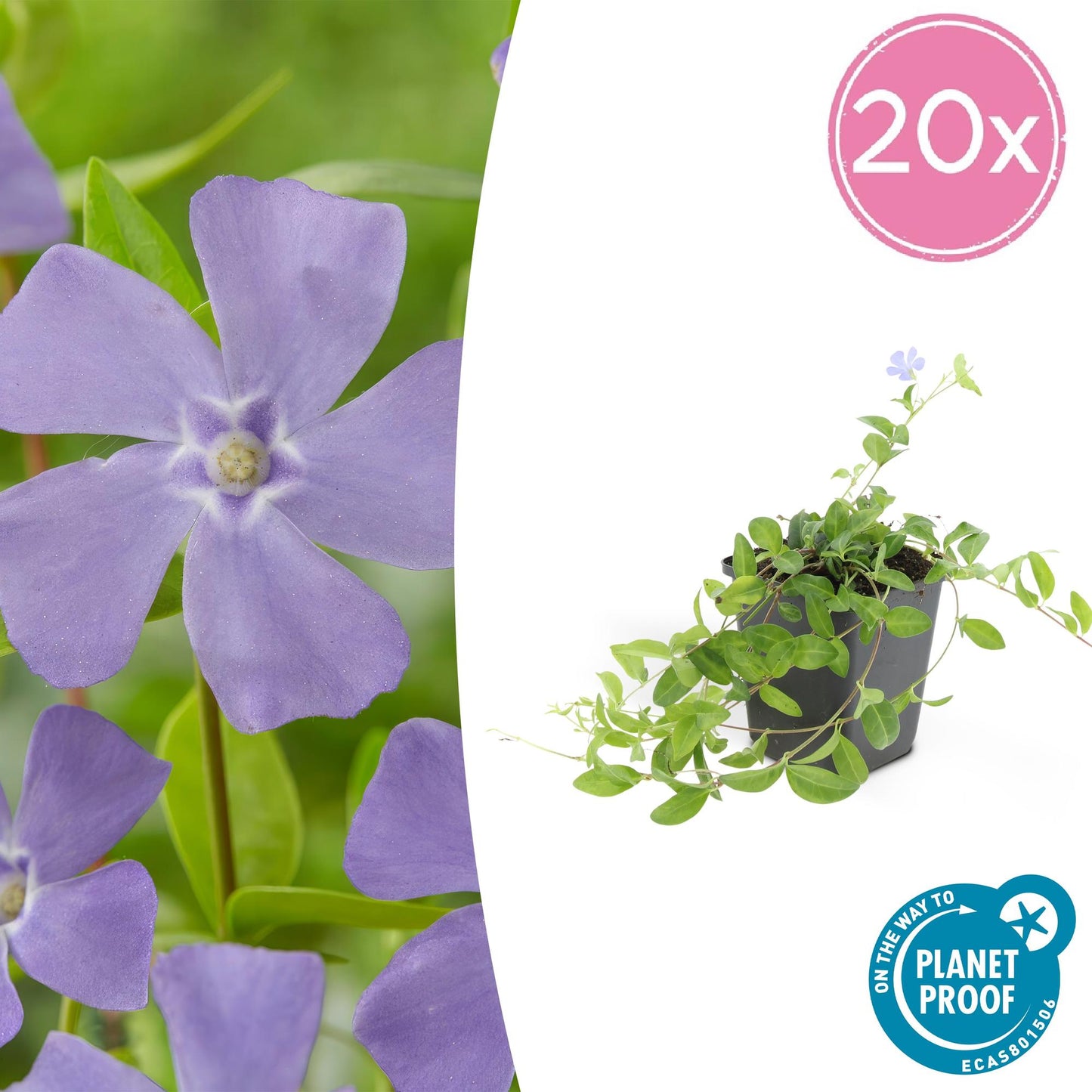 20x Vinca minor 'La Grave' Bodendecker Ø9cm - Pflanzfix24