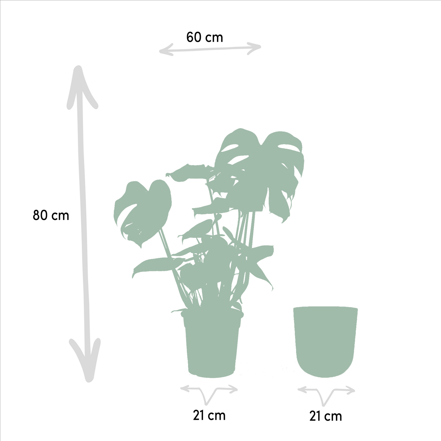 Monstera Deliciosa 80 cm Ø21cm + Pot Mayk Lead | Pflanzfix24.de - Pflanzfix24.de