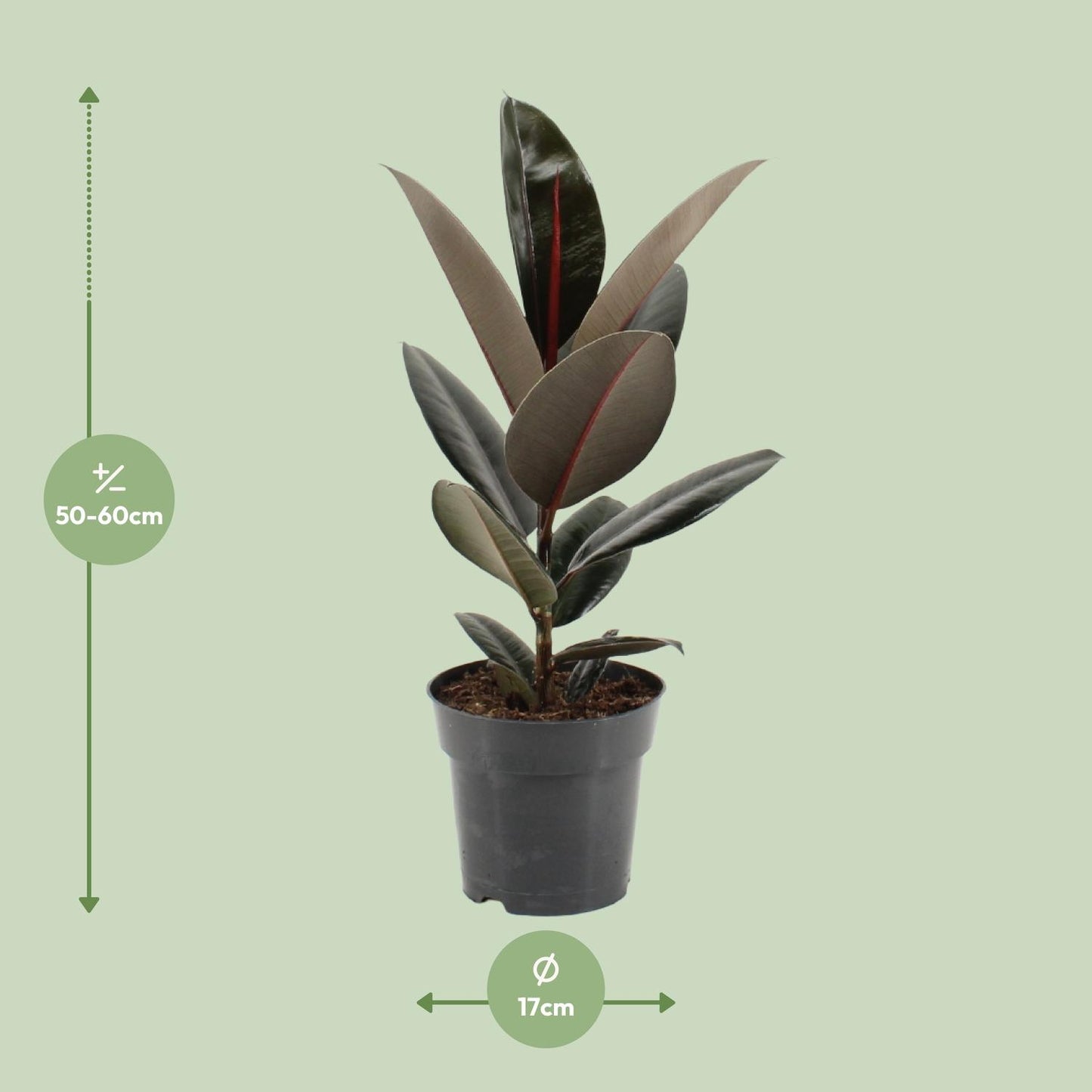 Ficus Elastica Abidjan - Ø17cm - ↕55cm - Pflanzfix24