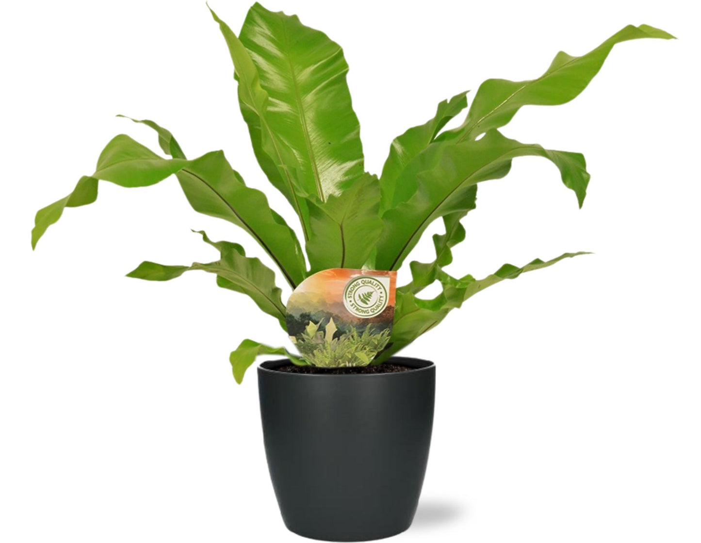 Asplenium Nidus - Ø17cm - ↕60cm + Pot Brussels D18x17cm - Anthrazit - Pflanzfix24
