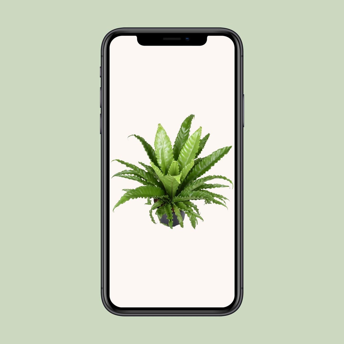 Asplenium Antiquum Osaka - Ø23cm - ↕60cm - Pflanzfix24.de - Pflanzfix24.de