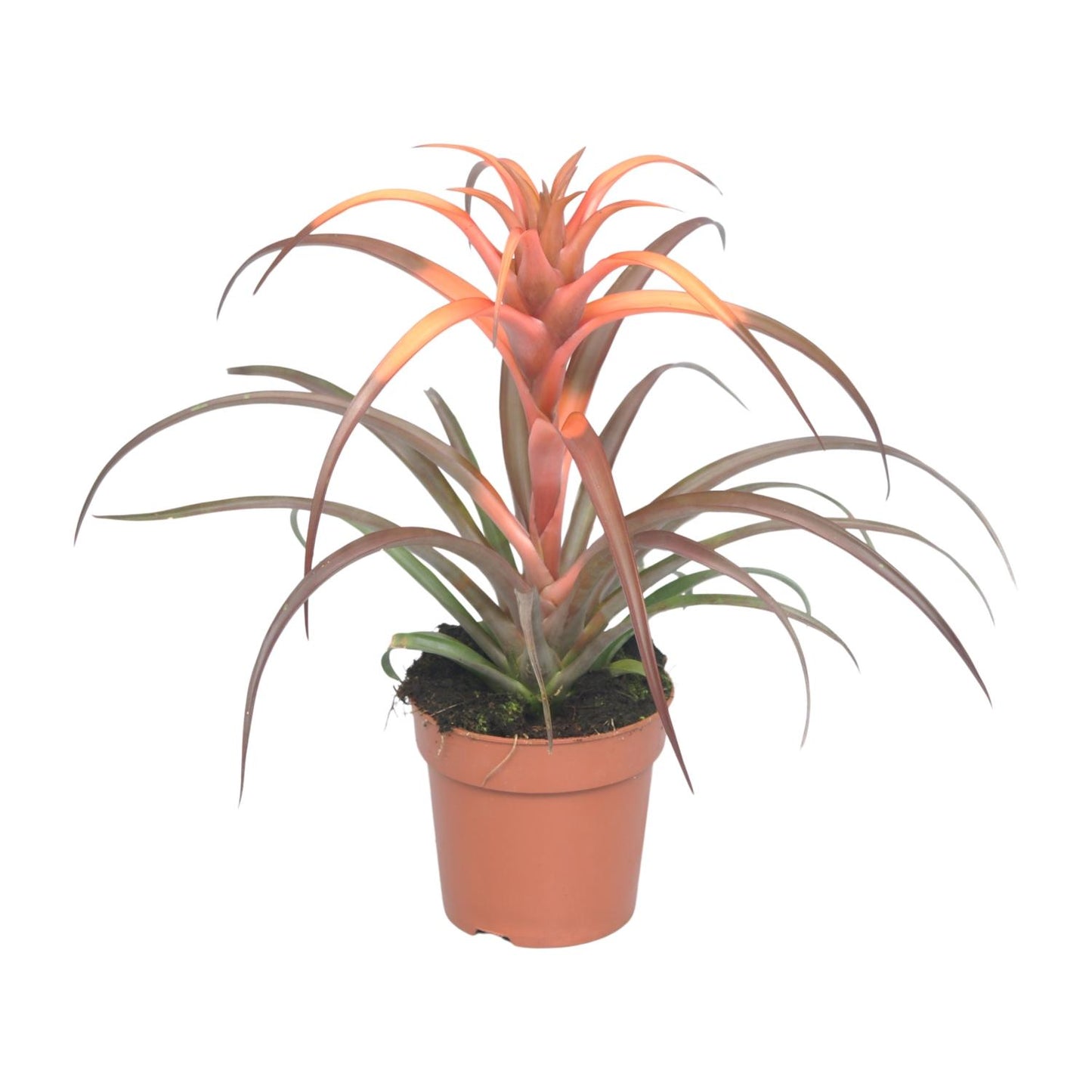 Tillandsia Capitata - Ø12cm - ↕30cm - Pflanzfix24