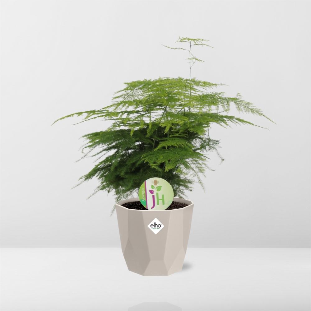 Asparagus ‘Plumosus’ in ELHO b.for rock 14 cm warm grey - Pflanzfix24