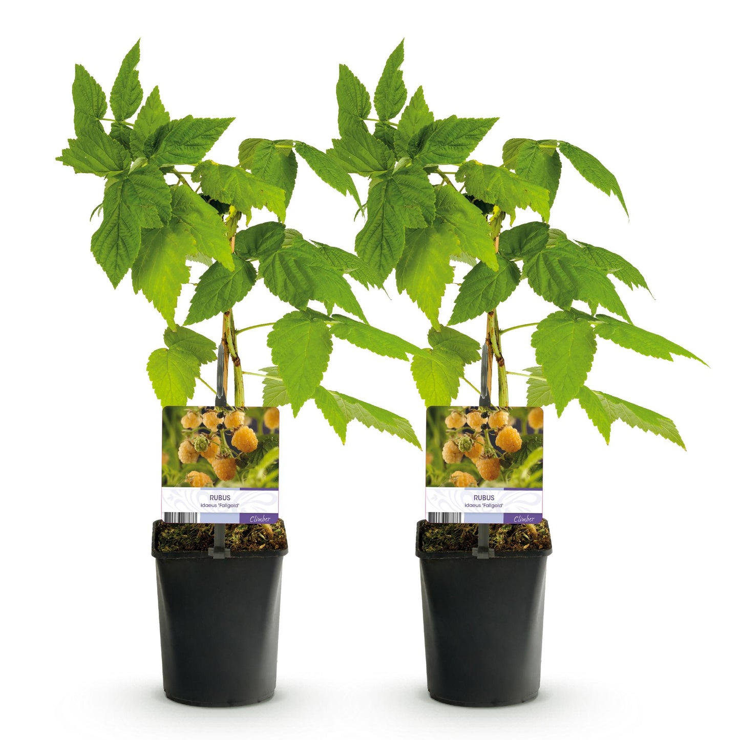 Pflanzfix24 - Himbeerpflanze - Rubus idaeus Fallgold - 2 Pflanzen