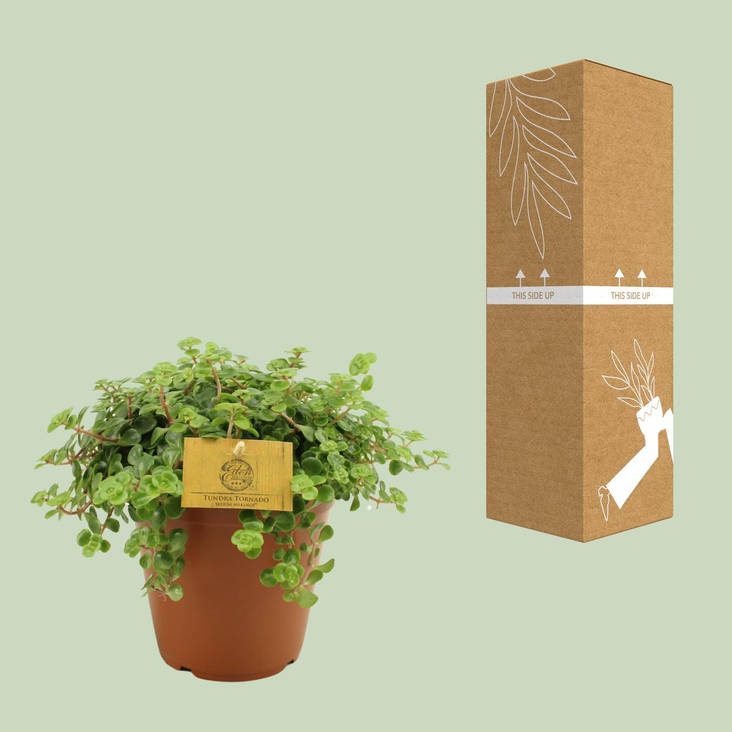 Sedum Tornado - Ø15cm - ↕25cm von Pflanzfix24