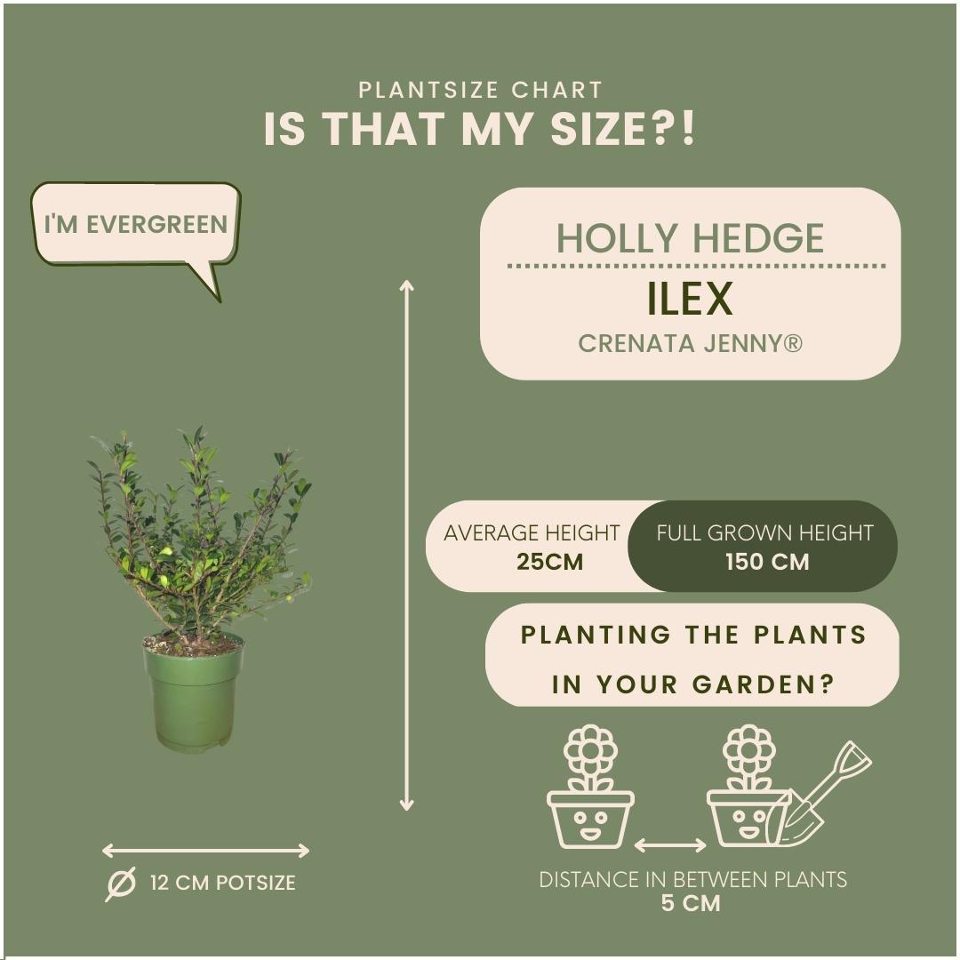 Ilex crenata 'Jenny'® 1m Hecken-Set 6 Pflanzen – Pflanzfix24.de - Pflanzfix24.de