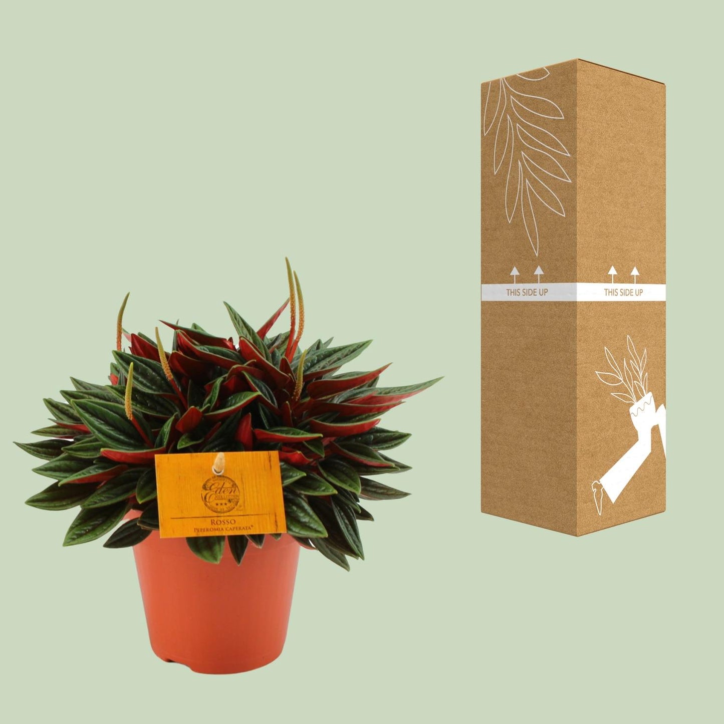 Peperomia Caperata Rosso - Ø12cm - ↕20cm - Pflanzfix24